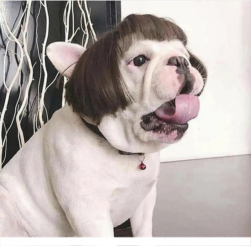 Pet Wigs Cosplay Props Dog Cat Cross-Dressing Hair Set Photography Funny Props Head Accessories Prank Pet Supplies Costumes DIY