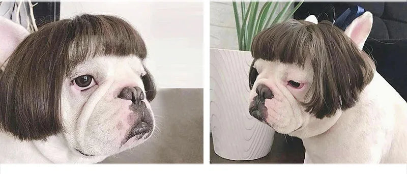 Pet Wigs Cosplay Props Dog Cat Cross-Dressing Hair Set Photography Funny Props Head Accessories Prank Pet Supplies Costumes DIY
